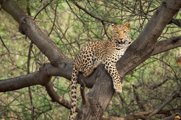 Wall Mural - wild indian male leopard or panther resting on tree trunk or branch with eye contact in natural monsoon green background at forest or central india - panthera pardus fusca