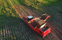 Aerial View Of The Potato Harvester At Seasonal Harvesting Of Potatoes From Field. Agricultural Potato Combine Harvester At Field. Soft Focus