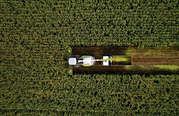 Wall Mural - Forage harvester on maize cutting for silage in field. Harvesting biomass crop. Self-propelled Harvester for agriculture. Tractor work on corn harvest season. Farm equipment and farming machine.