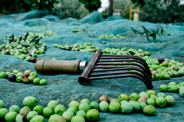 Wall Mural - olives and tool used to collect olives on a net