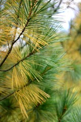  Branches with green and yellow coniferous needles close up