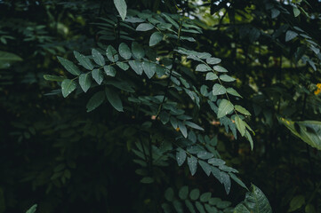 Poster - Leaves of a plant in Costa Rica, Central America