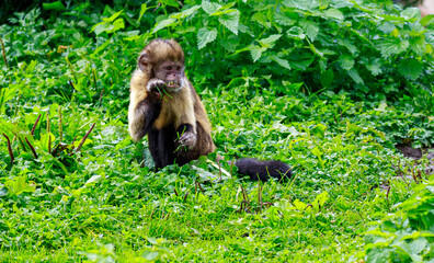 Canvas Print - Closeup shot of a monkey