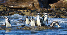 Group Of Penguins On The Rocks 