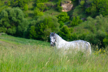 Poster - Horse portrait in summer pasture.