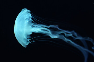 Indonesian sea nettle swimming from right to left with long tail displayed