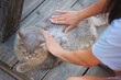 Hands of woman searching for cat fleas .Health and care about home pets.