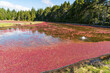 Ripe red cranberries floating in a water filled bog to be loaded onto a truck for processing.