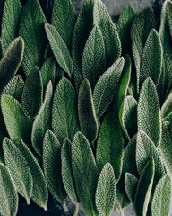 Fresh sage on gray background