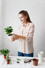 A young woman transplants a houseplant. The concept of plant care