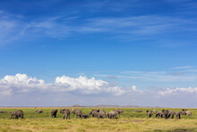 Herd Of African Elephants Grazing In The Marshes Of Amboseli, Kenya