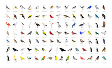 Big Collection Of Realistic Vector Birds.