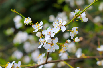 Sticker - Kirschpflaume Blüte im Frühling - white cherry plum blossom in springtime