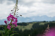 landscape with tatra mountains in the distance with purple fireweed flowers 