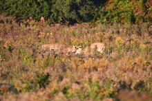 Two White Tailed Deer Bucks Rutting In Meadow