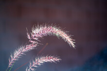 Pink Grasses