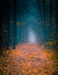 Mysterious pathway in an autumn forest. Footpath in the beautiful, foggy, dark, autumn, mysterious forest, among high trees with yellow leaves.