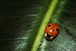 ladybug macro on a green leaf