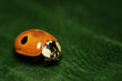 ladybug macro on a green leaf