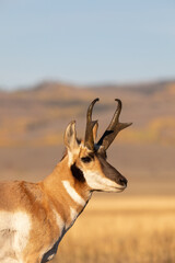 Wall Mural - Pronghorn Antelope Buck in Autumn in Wyoming