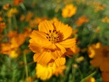 Fototapeta Kosmos - Orange Cosmo Wildflowers