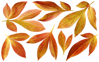 Wall Mural - autumn peony leaf isolated on white background