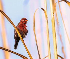 Wall Mural - Red Avadavat drying its fur