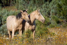 Wild Horses Grazing In The Forest In Northern Arizona