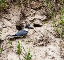 Female Belted Kingfisher (Ceryle Alcyon) Bringing A Fish Back To Her Nest In The Ground To Feed Her Children.
