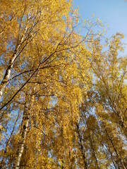 Wall Mural - autumn trees in the park