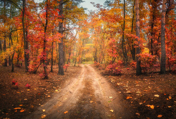 dirt road in autumn forest in fog. red foggy forest with trail. colorful landscape with beautiful en