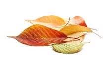 Colorful Leaves Pile Isolated On White Background, Side View