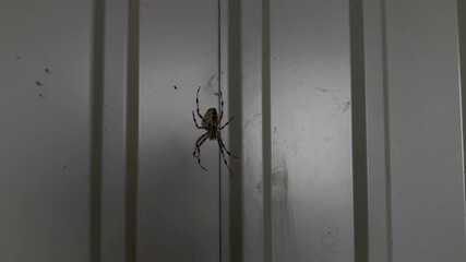 Dangerous spider on the web