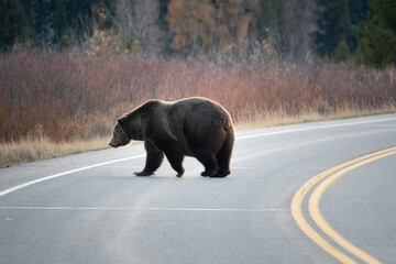 bear in the forest