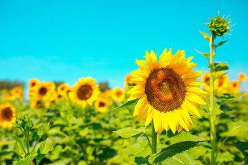 Wall Mural - Sunflower seeds. Sunflower field, growing sunflower oil beautiful landscape of yellow flowers of sunflowers against the blue sky, copy space Agriculture