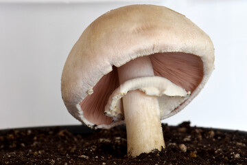 Canvas Print - Button Mushroom Gills 04