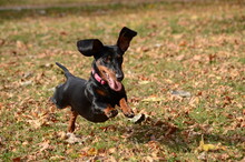 Dachshund Dog Running