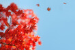 Ahorn Zweig rot, Sonnenlicht im Herbst, Ahornblätter fallen und fliegen in der Luft