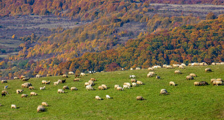 Wall Mural - a flock of sheep in a field near the forest in autumn