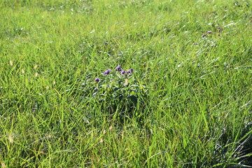 Sticker - Grass in a Field