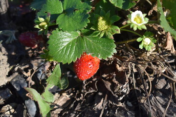 Wall Mural - Strawberry