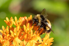 Yellow-banded Bumble Bee nectaring on Butterfly Weed
