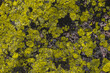 © Tomasz Polaczyk - The texture of a stone from the mountains - covered with green and yellow lichens - Karkonosze