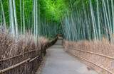 Fototapeta Dziecięca - 京都嵐山の竹林の道