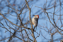 Red-bellied Woodpecker Perched In A Leafless Tree. 