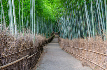  京都嵐山の竹林の道