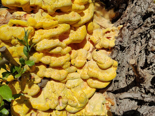 Wall Mural - Close-up shot of yellow Chicken of the woods mushrooms grown on a tree near the Lake Greifensee