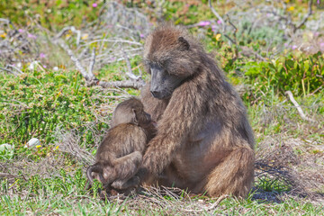 Wall Mural - A Chacma Baboon Feeding Her Baby