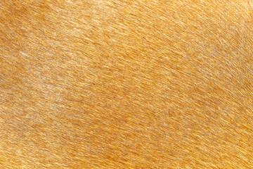 Wall Mural - Gold brown fur texture of horse for line patterns background