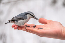 The Eurasian Nuthatch Eats Seeds From A Palm. Hungry Bird Wood Nuthatch Eating Seeds From A Hand During Winter Or Autumn